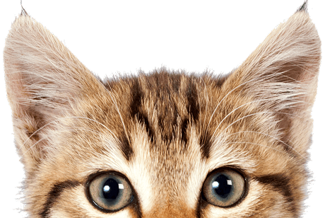 Meet Dr.paw - Your AI Pet Assistant