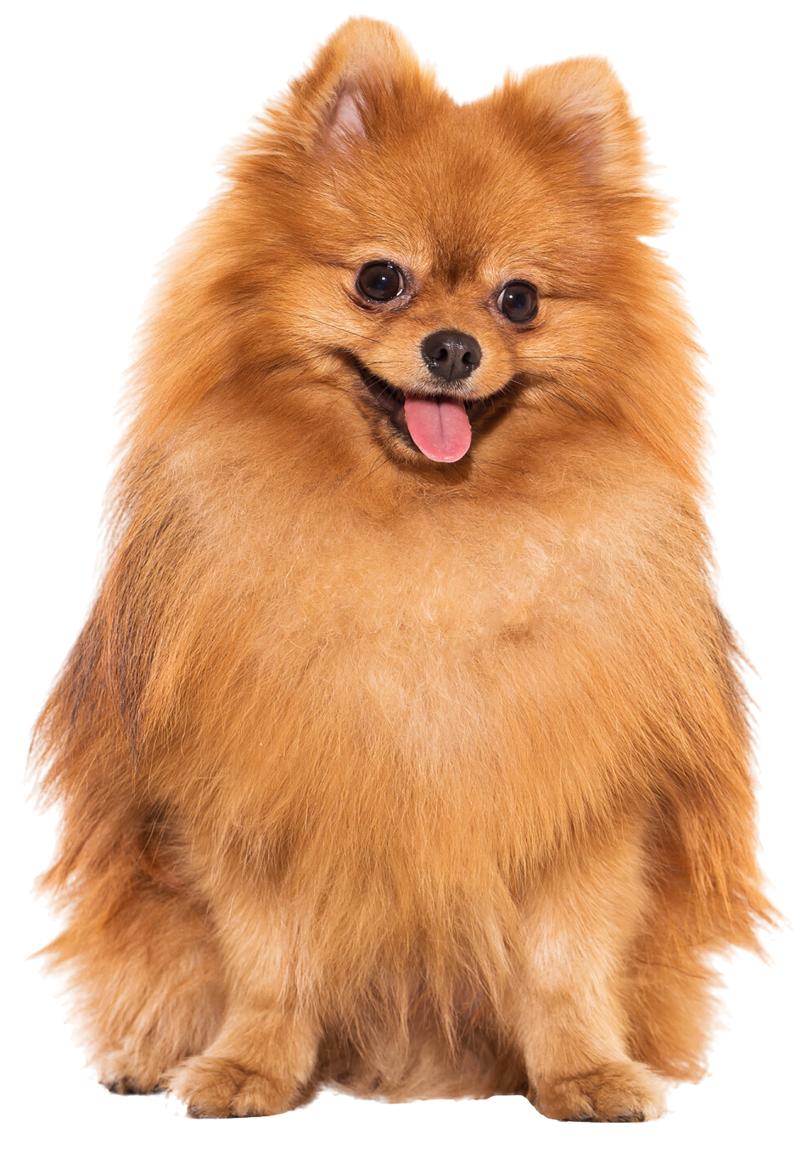 Find the best pet store near you